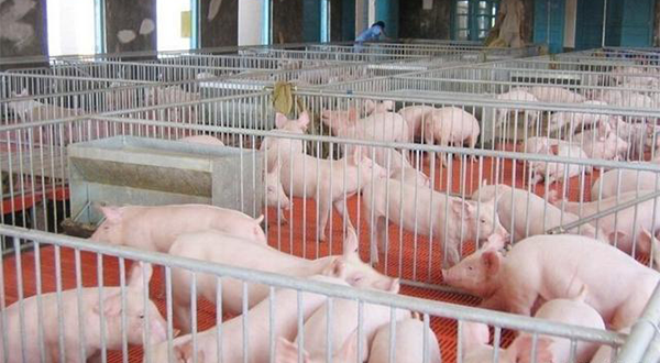 養(yǎng)豬廠廢水應(yīng)該怎么處理？該選用哪種處理方法？-樂中環(huán)保