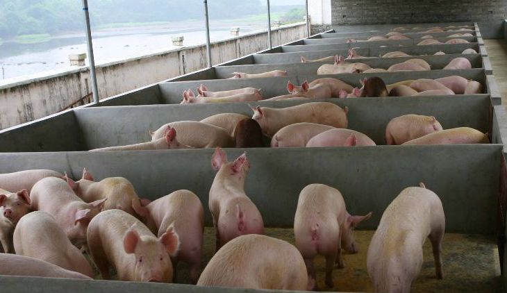 養(yǎng)豬場污水怎么處理比較好？-樂中環(huán)保