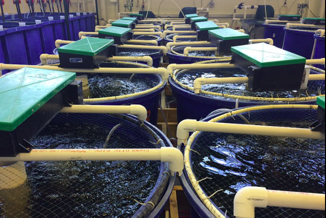 用于養(yǎng)殖場污水處理的新工藝，預(yù)計(jì)可降低28%運(yùn)營成本01