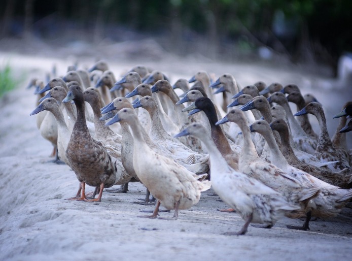 農(nóng)村養(yǎng)殖戶如何低成本有效處理污水，這兩種做法你應(yīng)該知道!