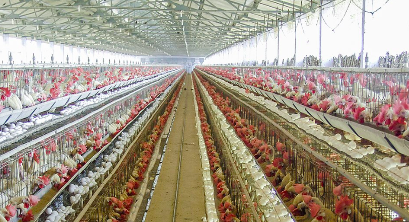 養(yǎng)殖場廢水如何正常處理？-青島樂中環(huán)保