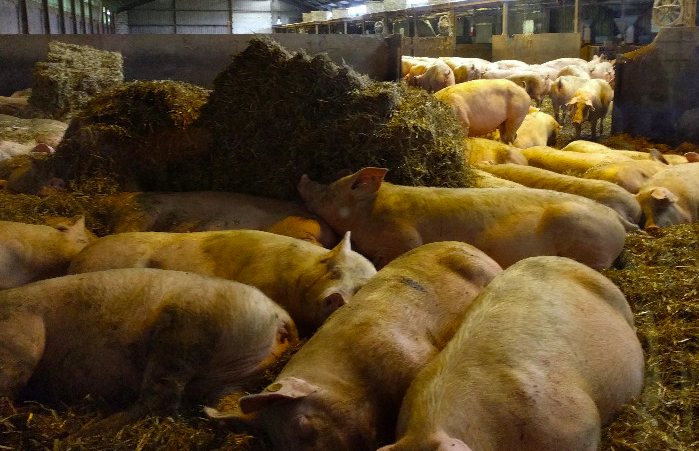 養(yǎng)豬場污水處理方法有哪些？選對工藝成本低效果好！